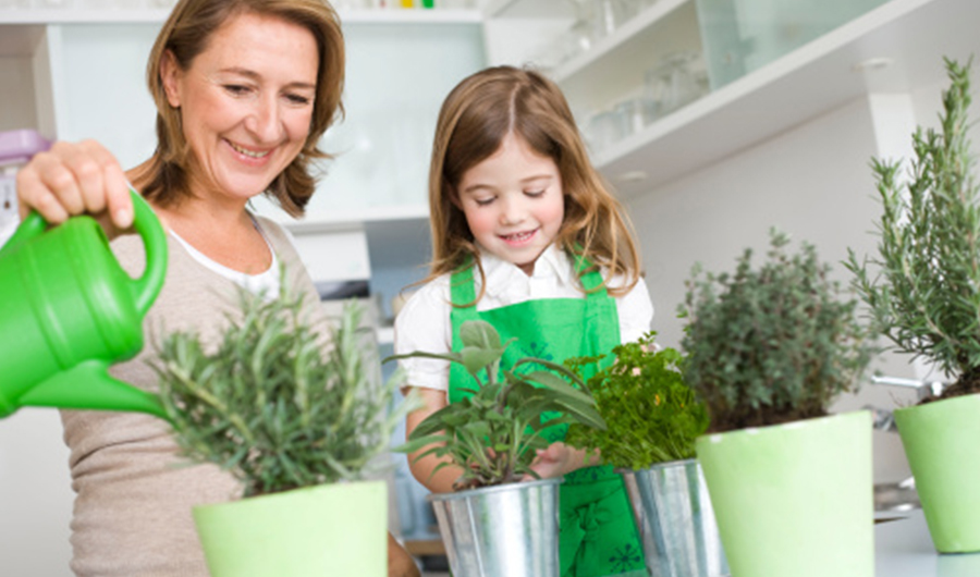 How to Grow an Herb Garden